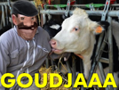 vache-lamour-agriculteur-est-risitas-vindou-paysan-le-goudja-dans-pre