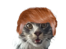 perruque-zolco-trump-chat-other