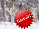 free-libre-loup-jvc-freewolf-gratuit-wolf