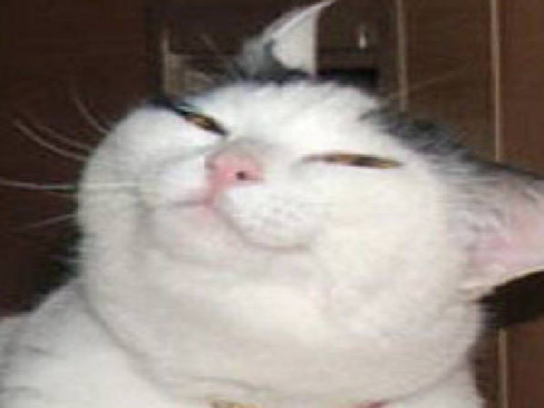 moqueur chat hautain suffisant