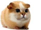 animal-chat-d-hamster-inde-chamster-cochon-other