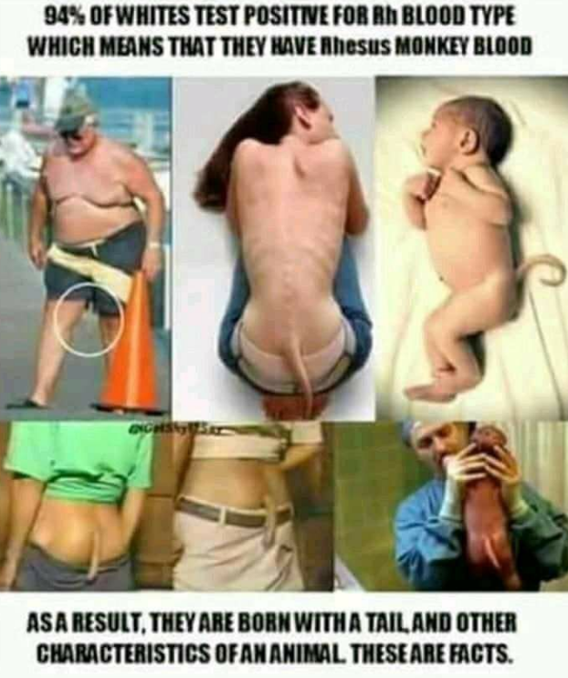 caucasien blanc politic animaux bizarre singe gene homme