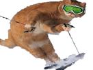 ski-jeux-chat-other-olympique