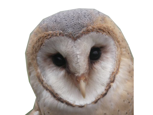 coucou osefdu3 effraie