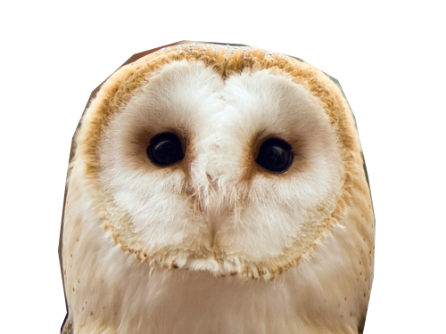 effraie tienstiens osefdu3