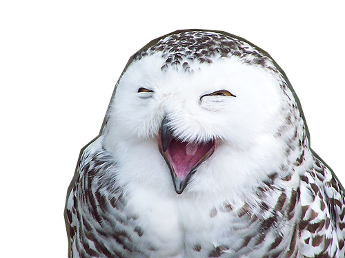 harfang mdr lol oiseau