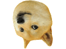 doge-chien-other-maredioa-meme