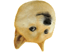 maredioa-meme-other-doge-chien