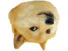 doge-maredioa-chien-meme-other