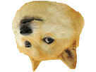 other-meme-chien-maredioa-doge