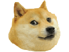 chien-other-meme-doge-maredioa