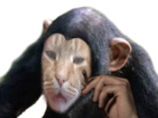 singe main alk gorille risisinge fumeur animal fume chat risicat