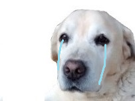 triste-larme-dog-snif-pleure-other-cated-chien