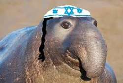 shlomo sous homme juif politic