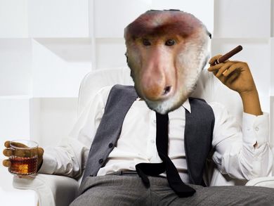 nasique singe hubert