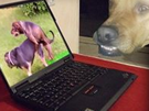pervers-chien-bizarre-jvc-ordinateur-porno-aya-x-tordu-omg