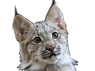 risitas-lynx-chat-sticker