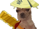 chien-regard-other-dofus