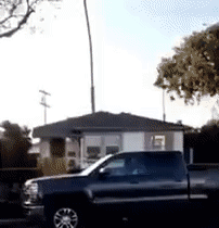 chien possede sourire