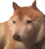 derp-other-doge-shibe