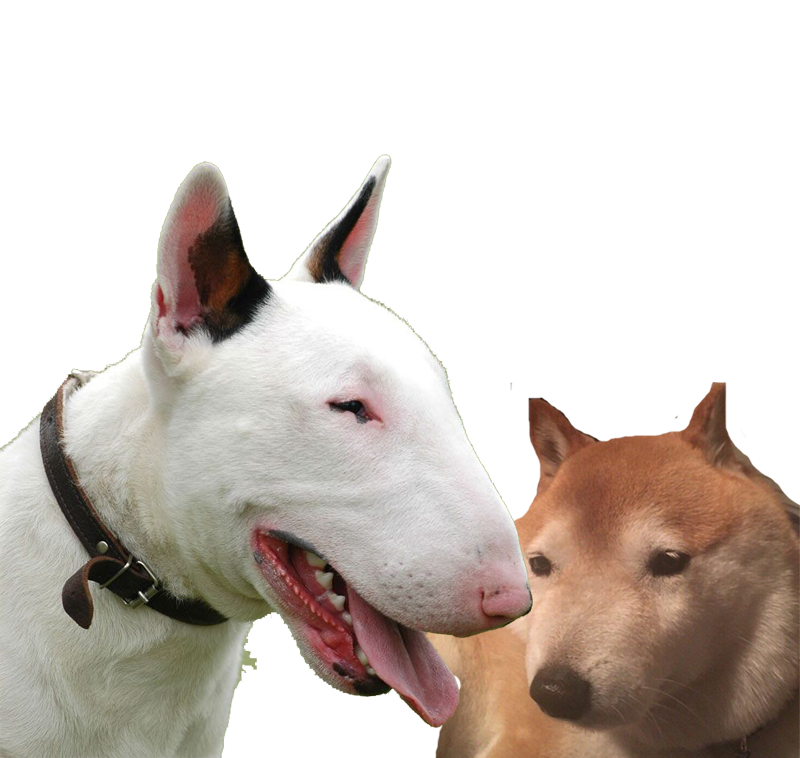 zouldog shibe zoulchiens