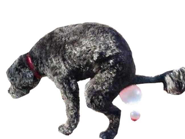 caca bulle chien charogne