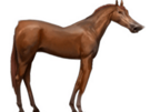 chevacuss-difforme-moche-deformatixe-jvc-cheval