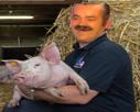 risitas-cochon-fermier-porc-paille-ronron