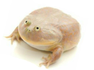 wednesday-frog-ah-bouche-aaahhh-jvc-dudes-ferme