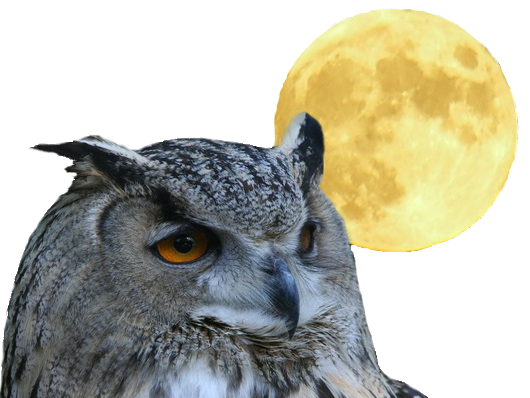 penseur hibou pem other