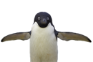 mignon-lair-bras-en-pingouin-other