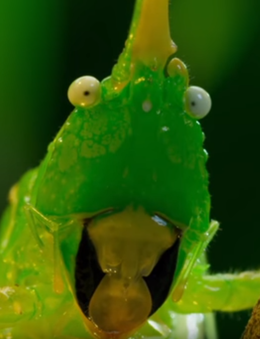 risitas sauterelle verte skyzo