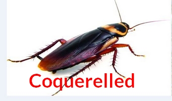 fi cafard coquerelle risitas