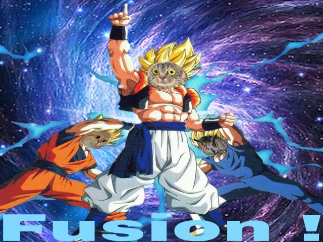 dbz chabou fusion validaient