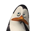 question-pingouin-validaient-jvc