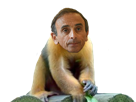 zemmour-branche-other-ouistiti-singe-animal-mix-eric