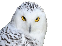 vnr noharfang hungry