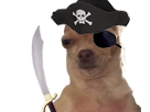 blase-other-marron-piraterie-borgne-dog-chapeau-sabre-oeil-bandeau-chien-cache