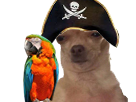 oeil-chapeau-cache-perroquet-dog-oiseau-sabre-marron-blase-bandeau-risitas-borgne-piraterie-chien