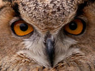 yeux-hibou-other-zoom