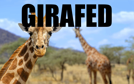 girafe-risitas-onched-ornstein-girafed