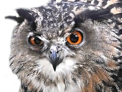 bro hibou risitas pem