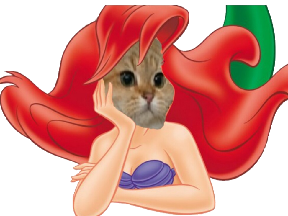 alchimient roux chat