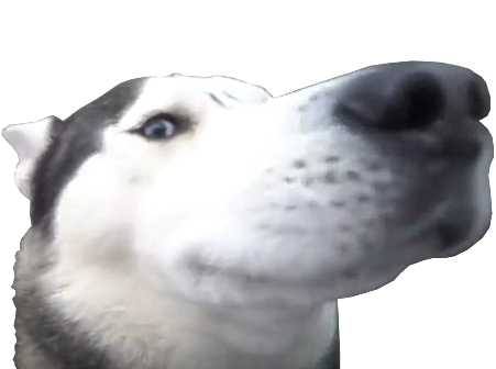 flair husky nez juif dog chance larry truffe chien doggo