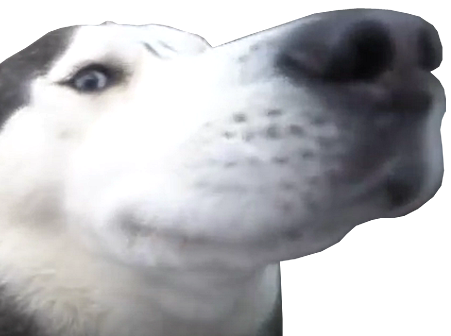 juif doggo larry flair dog husky chance nez chien truffe