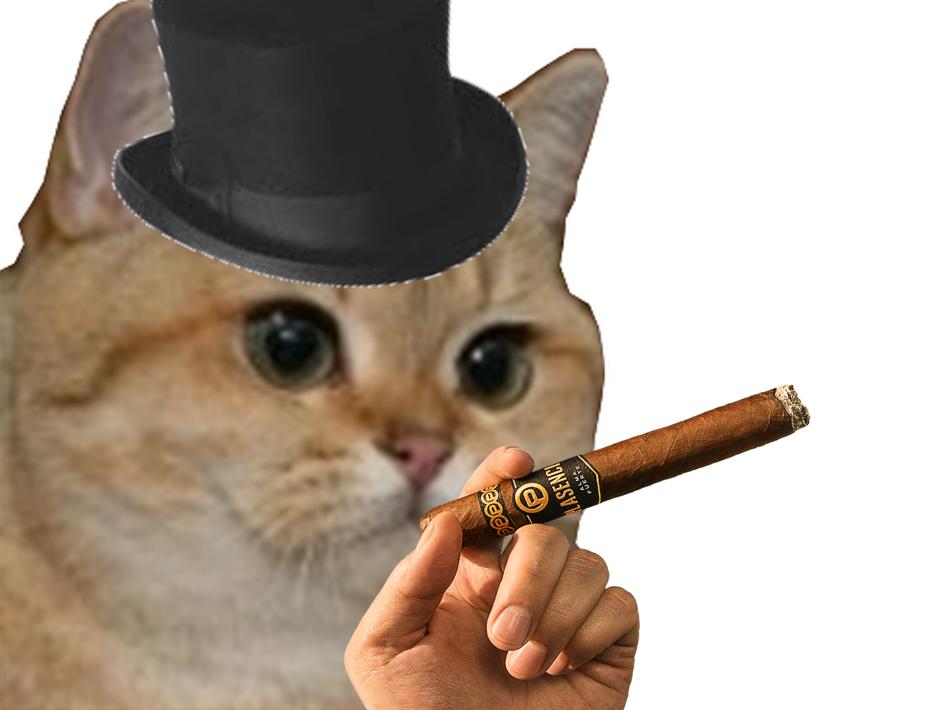 jvc saintereligion roux chat