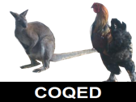 foot-kangourou-france-australie-other-coq-cuck
