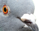 cuck-apple-other-pigeon-mougeon-oiseau