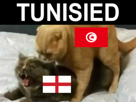 sexe-coupe-chat-tunisied-tunisie-du-monde-other-cdm-copuler-coit-angleterre