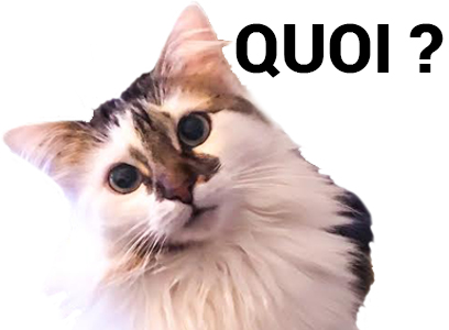 what chat quoi risitas